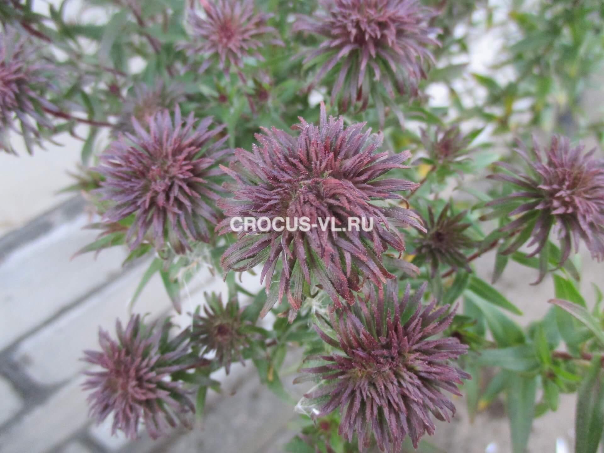 Астра новоанглийская «Ann Leys»